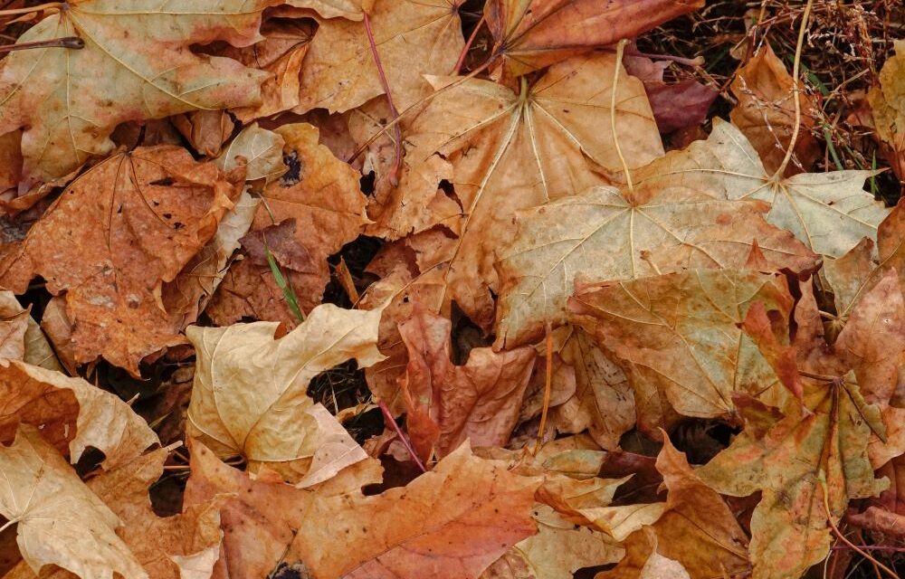 YOĞ – YOG – YOK