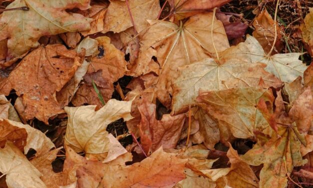 YOĞ – YOG – YOK