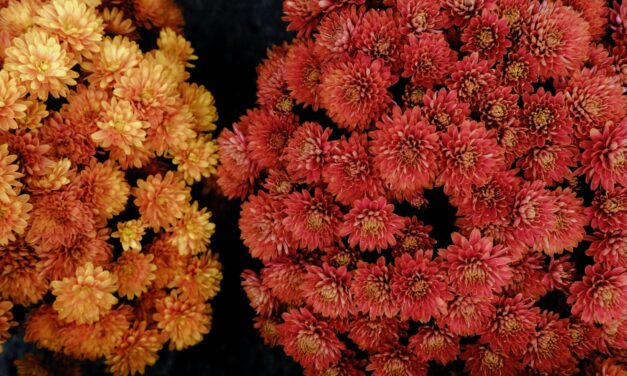 Çiçeklerin abdesti