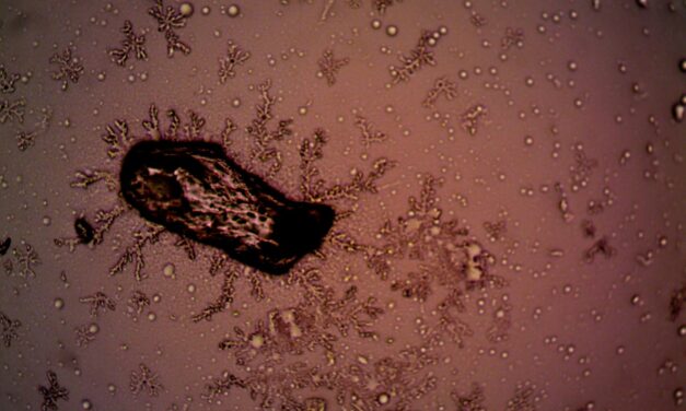 Bilim ve sözde bilim arasındaki 5 fark