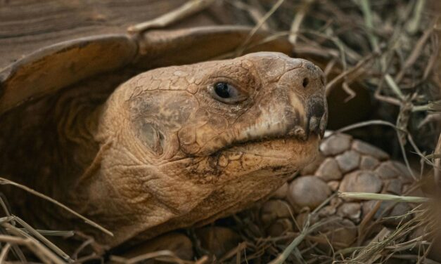 Kaplumbağa, sülük ve Mayıs